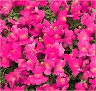 Львиный зев ампельный Candy Showers розовый - 10 семян /Д6 1307