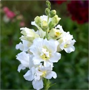 Львиный зев Madame Butterfly Ivory - 10 шт  /Д4 4747