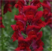 Львиный зев Potomac Red -10 шт  /Д6. 4706