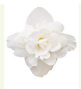 Бегония ампельная ИЛЛЮМИНЕЙШН white -5 драже /В13. 2366