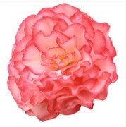 Бегония Нонстоп Rose Picotee - 5драже /В12 4610
