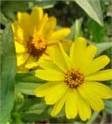 Цинния изящная Profusion yellow- 5 шт  /В1.* 1375