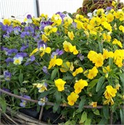 Виола Виттрока ампельная Cool Wave  Mixture -5 шт  /Д10* 1992