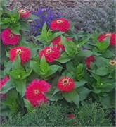 Цинния изящная Dreamland Red  -5 шт/В2.* 2728