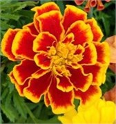 Бархатцы отклонённые Бонанза flame -10 шт/В5.* 514