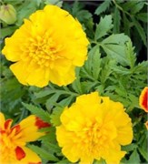 Бархатцы отклонённые  Бонанза yellow -10шт/В5.* 517