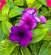Катарантус Tattoo™ Blueberry -5 шт /Е9.* 4907