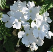 Вербена Tuscany  white - 10шт /Г13.* 5042