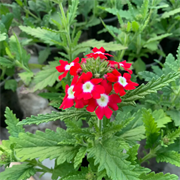 Вербена  Tuscany Scarlet with eye-10шт /Г13* 244
