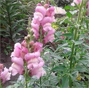 Львиный зев OPUS F1 Pink-10шт  /Д4* 1104