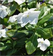 Катарантус ампельный Медитеррениен XP White - 5шт /Е10.* 439