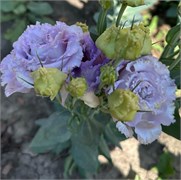 Эустома (Лизиантус) F1 Corelli II Lavender - 5драже /Э7.* 2531