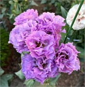 Эустома (Лизиантус) F1 Corelli SU Light Lavender - 5драже /Э7.* 5190