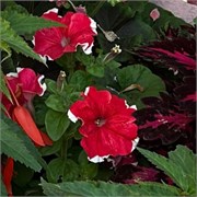 Петуния крупноцветковая DREAMS F1 Red picotee - 10драже/A11* 1153