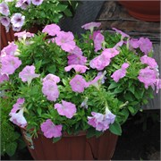 Петуния Шок Вэйв pink shades (5драже)/Б2* 295