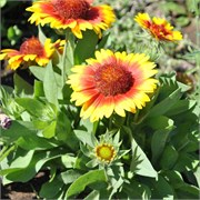 Гайлардия Аризона Gaillardia Arizona Sun-5шт  /Д2* 551