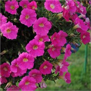 Петуния Шок Вэйв rose - 5драже/Б2* 296