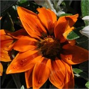 Гацания Big Kiss Orange Flame - 5шт  /Е1.* 5111