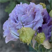 Эустома(Лизиантус)  АЛИССА 1 лавендер - 5 драже /Э9.* 5884