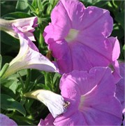 Петуния ампельная F1  EASY WAVE  Pink-5драже /Б3.* 191