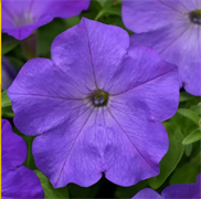 Петуния ампельная F1  EASY WAVE Lavender Sky Blue - 5 драже /Б3. 4385