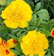 Бархатцы отклонённые Durango Yellow -10 шт/В5.* 4263