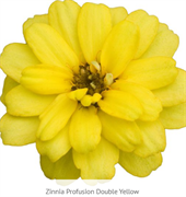 Цинния изящная Profusion Double yellow- 5 шт/В1. 1464