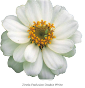 Цинния изящная Profusion Double white - 5 шт/В1. 1382