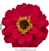 Цинния изящная Profusion Double red - 5 шт/В1. 1380