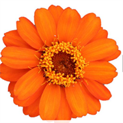 Цинния изящная Profusion orange - 5 шт  /В1. 1373