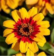 Цинния изящная Profusion Red yellow bicolour  - 5 шт /В1. 5357
