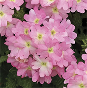 Вербена Tuscany pink picotee - 10шт /Г13. 676