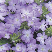 Вербена Tuscany Lavender picotee -  10шт /Г13. 245