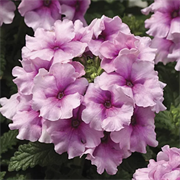 Вербена Tuscany orchid frost - 10шт /Г13. 242