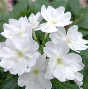 Вербена F1 Obsession Cascade NEW белая -5 шт /Г13.* 5564