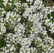 Алиссум Норд Фейс белый - 20 шт  /Д3.* 4864