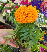 Тагетес Антигуа orange -10 шт/В4.* 1391