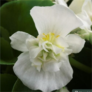 Бегония semperflorens F1 Фиона White -5 драже /В15. 5179