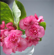 Бегония semperflorens F1 Фиона Rose -5 драже /В15. 2705
