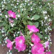 Петуния ампельная ОПЕРА pink morn -5драже/А2.* 417