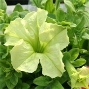 Петуния крупноцветковая СОФИСТИКА LIME GREEN F1-5драже /Б7.* 479