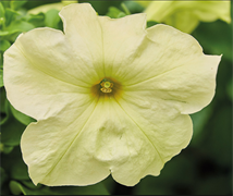 Петуния крупноцветковая ЛИМБО yellow lime -10драже/А12. 5326