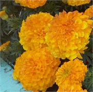 Тагетес триплоидный Зенит golden yellow- 10 шт/В6* 4274
