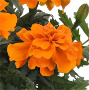 Бархатцы отклонённые Durango Orange -10 шт/В5. 4261