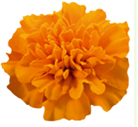 Бархатцы отклоненные Little Hero orange -10шт/В4. 335