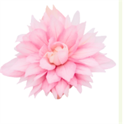 Бегония гибридная ФАНКИ Light Pink - 3 драже /В13. 4493