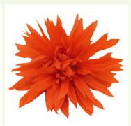 Бегония гибридная ФАНКИ Orange - 3 драже /В13. 4494