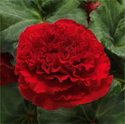Бегония клубневая AmeriHybrid  Ruffled  красная -5 драже  /В9. 4383