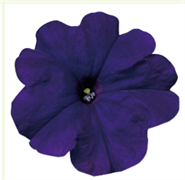 Петуния мультифлора СЕЛЕБРИТИ Blue-10 драже /Б8. 789