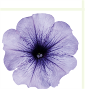 Петуния мультифлора СЕЛЕБРИТИ Blue ice-10 шт /Б8. 790